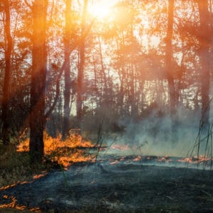 Man-made wildland fires