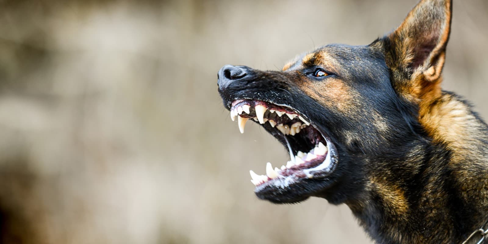 what to do if a aggressive dog approaches you