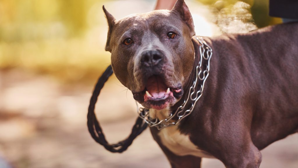 A gray and white pit bull dog with cropped ears is wearing a chain collar and leash, looking directly at the camera with its mouth open.