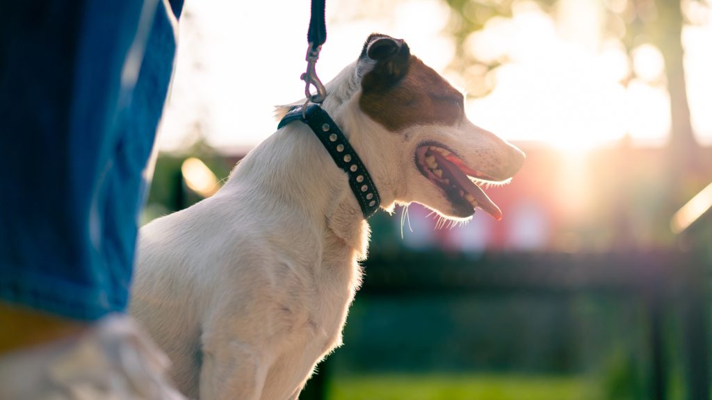 A white and brown dog with a studded collar stands on a leash outdoors next to a person, with sunlight shining in the background.