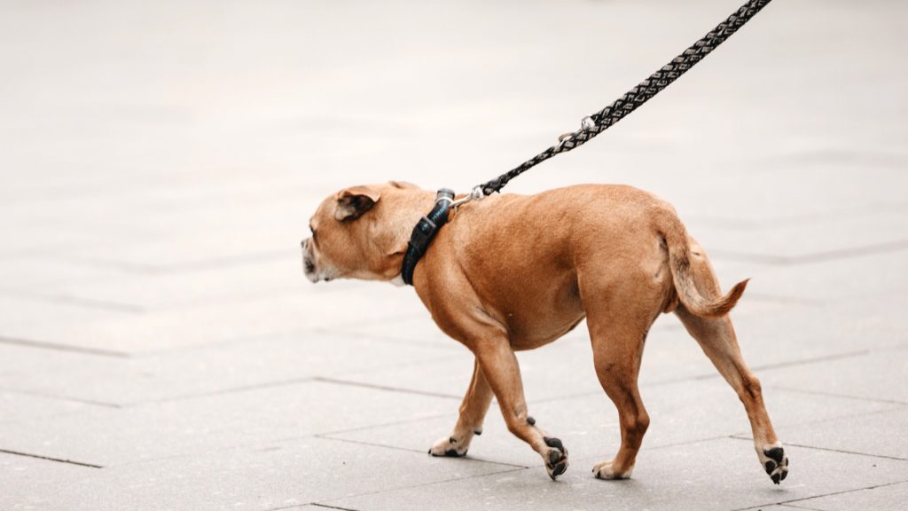 A brown bulldog wearing a black harness and leash is walking on a paved surface.
